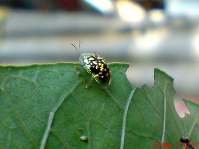 green Tortoise Beetle_Cassida circumdata 03