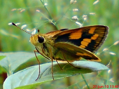 Taractrocera archias_Skipper 12 Taractrocera archias_Skipper 12