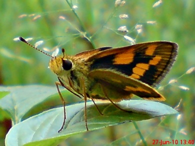 Taractrocera archias_Skipper 12