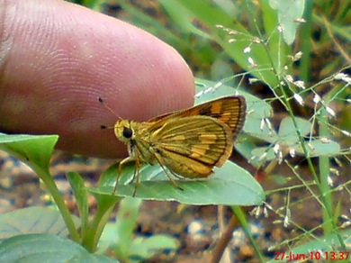 Taractrocera archias_Skipper 05 Taractrocera archias_Skipper 05