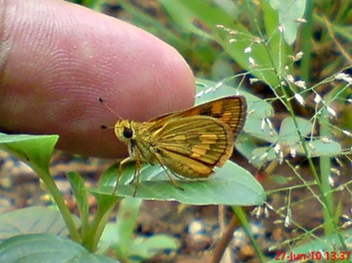 Taractrocera archias_Skipper 05