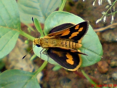 Taractrocera archias_Skipper 09 Taractrocera archias_Skipper 09