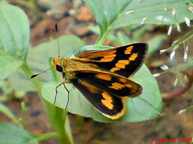 Taractrocera archias_Skipper 10 Taractrocera archias_Skipper 10