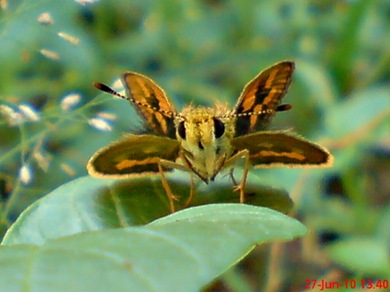 Taractrocera archias_Skipper 13 Taractrocera archias_Skipper 13