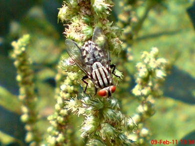 Sarcophaga carnaria_Flesh Fly_Lalat 02