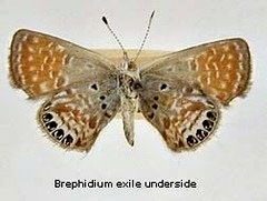 Brephidium_exilis_bottom