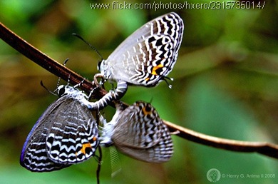 buterfly mating threesome 2