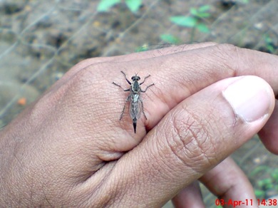 Robber Fly 3