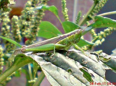 Oxya chinensis1 Oxya chinensis1