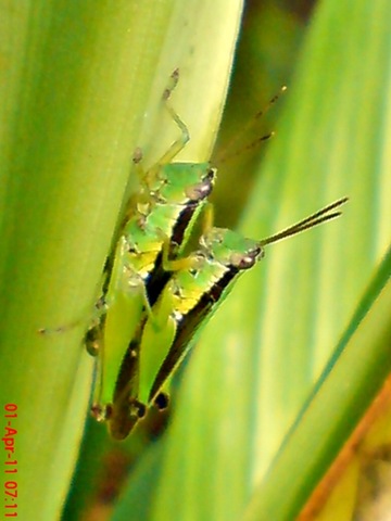 [grasshopper_belalang_Oxya chinensis 7[4].jpg]