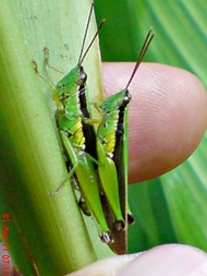 grasshopper_belalang_Oxya chinensis 6 grasshopper_belalang_Oxya chinensis 6