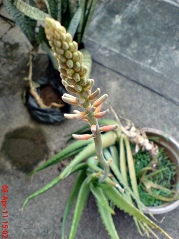 [medicinal plant_Aloe vera_lidah buaya 6[4].jpg]