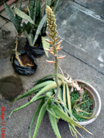[medicinal plant_Aloe vera_lidah buaya 2[4].jpg]