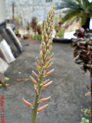 [medicinal plant_Aloe vera_lidah buaya 7[4].jpg]