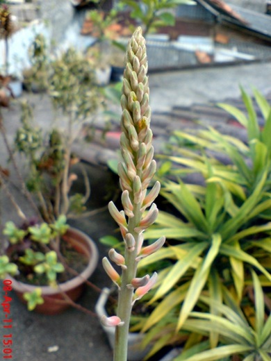 medicinal plant_Aloe vera_lidah buaya 3