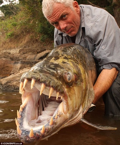 Jeremy Wade bravely poses with the 5ft long goliath tigerfish caught during an expedition up the River Congo in Africa