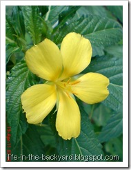 Turnera ulmifolia_ramgoat dashalong 6 Turnera ulmifolia_ramgoat dashalong 6