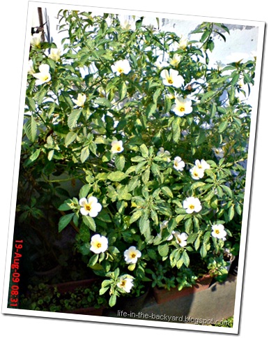white alder Turnera subulata bunga pukul delapan 01