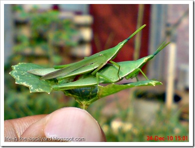 Grasshopper mating_Atractomorpha crenulata 3