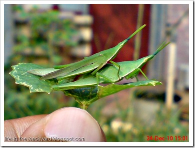 Grasshopper mating_Atractomorpha crenulata 3 Grasshopper mating_Atractomorpha crenulata 3