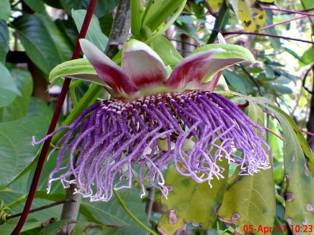 [Passiflora quadrangularis_Markisa Besar_Erbis_Giant Granadila 02[4].jpg]