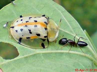 Aspidomorpha miliaris_tortoise beetles 02