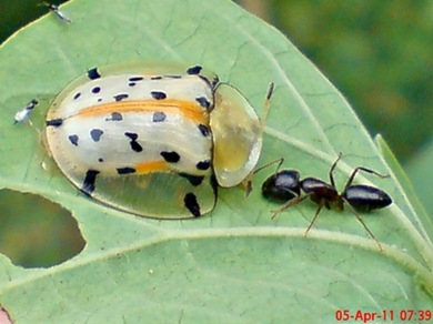 Aspidomorpha miliaris_tortoise beetles 02 Aspidomorpha miliaris_tortoise beetles 02