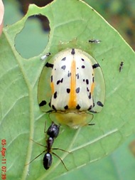 Aspidomorpha miliaris_tortoise beetles 01