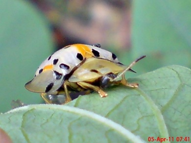 Aspidomorpha miliaris_tortoise beetles 07