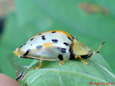 Aspidomorpha miliaris_tortoise beetles 08