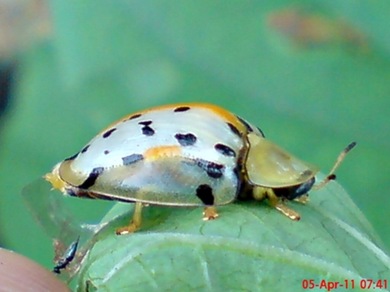 Aspidomorpha miliaris_tortoise beetles 08 Aspidomorpha miliaris_tortoise beetles 08