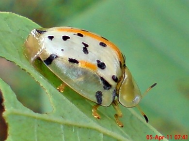 Aspidomorpha miliaris_tortoise beetles 06