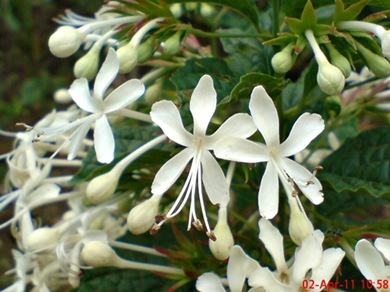 Clerodendrum calamitosum_Kembang Bugang_White Butterfly 05