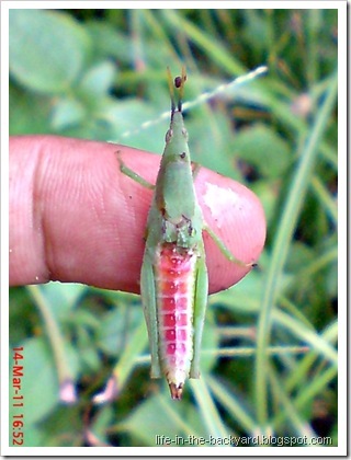 green grasshopper attacked by wasp 2