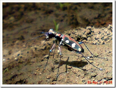 Cicindela aurulenta_Spotted Tiger Beetle_Kumbang 3