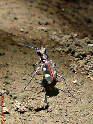 [Cicindela aurulenta_Spotted Tiger Beetle_Kumbang 2[5].jpg]