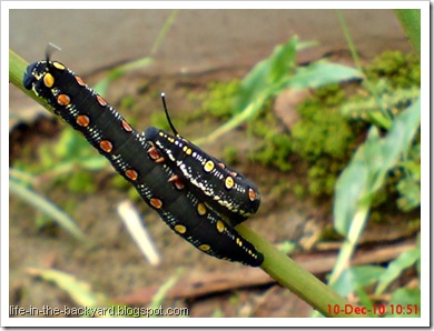 Caterpillars Attack 6 Caterpillars Attack 6