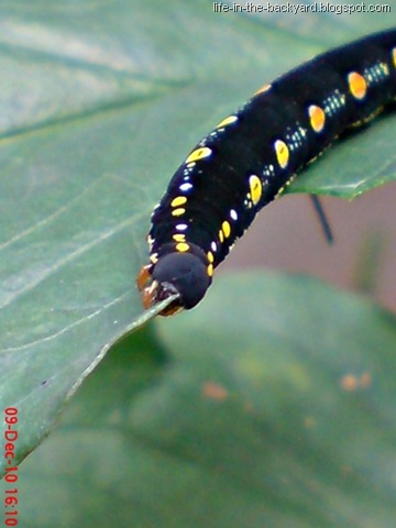 [Caterpillars Attack 8[7].jpg]