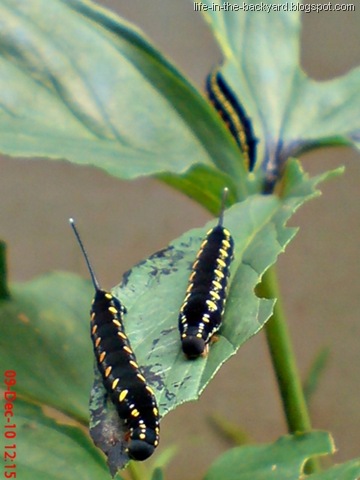[Caterpillars Attack 9[7].jpg]