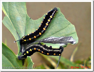 Caterpillars Attack 19