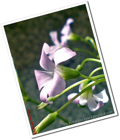 Oxalis triangularis_False Shamrock 7