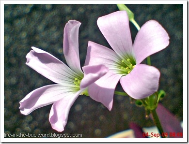 Oxalis triangularis_False Shamrock 9