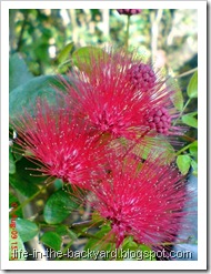 Calliandra tergemina_Kaliandra_Powderpuff Plant 02