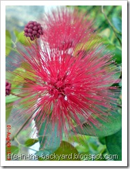 Calliandra tergemina_Kaliandra_Powderpuff Plant 09