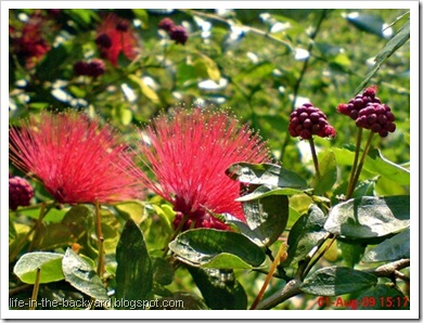 Calliandra tergemina_Kaliandra_Powderpuff Plant 06