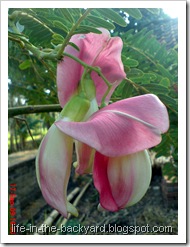 Sesbania grandiflora_turi merah 63 Sesbania grandiflora_turi merah 63