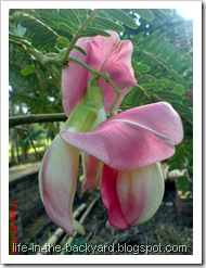 Sesbania grandiflora_turi merah 63