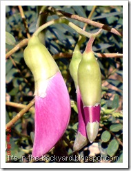 Sesbania grandiflora_turi merah 17b Sesbania grandiflora_turi merah 17b