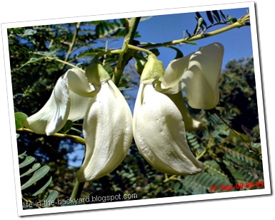 Sesbania grandiflora_turi putih 18