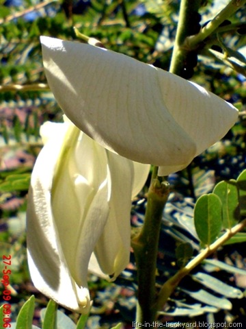 [Sesbania grandiflora_turi putih 03[7].jpg]